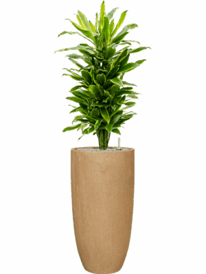 Dracaena Fragrans Golden Coast In Baq Raindrop D 27 H 133 cm - PlantenShop24 - 03-05-2025