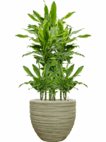 Dracaena Fragrans Golden Coast In Baq Tornado D 15 H 113 cm - PlantenShop24 - 22-05-2025