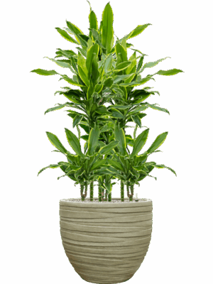 Dracaena Fragrans Golden Coast In Baq Tornado D 15 H 113 cm - PlantenShop24 - 22-05-2025