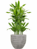 Dracaena Fragrans Golden Coast In Baq Tornado D 15 H 113 cm - PlantenShop24 - 22-05-2025