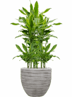 Dracaena Fragrans Golden Coast In Baq Tornado D 15 H 113 cm - PlantenShop24 - 22-05-2025