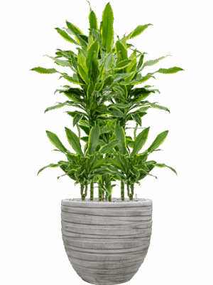 Dracaena Fragrans Golden Coast In Baq Tornado D 15 H 113 cm - PlantenShop24 - 22-05-2025