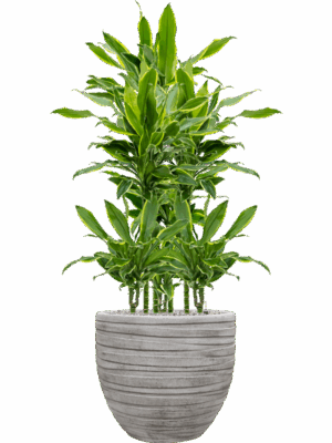 Dracaena Fragrans Golden Coast In Baq Tornado D 15 H 113 cm - PlantenShop24 - 22-05-2025