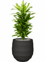 Dracaena Fragrans Golden Coast In Bordo D 27 H 112 cm - PlantenShop24 - 03-05-2025