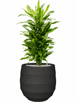 Dracaena Fragrans Golden Coast In Bordo D 27 H 112 cm - PlantenShop24 - 03-05-2025