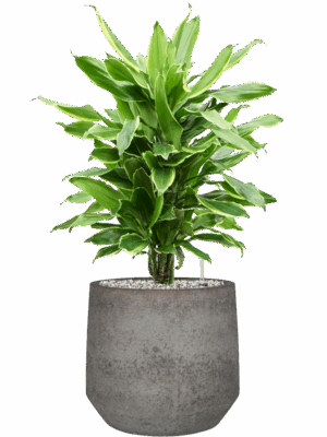 Dracaena Fragrans Golden Coast In Cement & Stone D 21 H 76 cm - PlantenShop24 - 14-05-2025