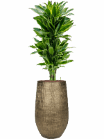 Dracaena Fragrans Golden Coast In Ryan D 18 H 160 cm - PlantenShop24 - 11-05-2025