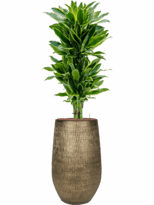 Dracaena Fragrans Golden Coast In Ryan D 18 H 160 cm - PlantenShop24 - 11-05-2025