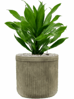 Dracaena Fragrans Green Jewel In Baq Vertical Rib D 17 H 52 cm - PlantenShop24 - 02-05-2025