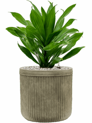 Dracaena Fragrans Green Jewel In Baq Vertical Rib D 17 H 52 cm - PlantenShop24 - 01-05-2025