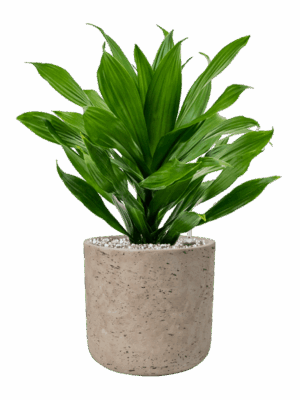 Dracaena Fragrans Green Jewel In Rough D 17 H 46 cm - PlantenShop24 - 01-05-2025
