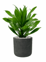 Dracaena Fragrans Green Jewel In Rough D 17 H 46 cm - PlantenShop24 - 02-05-2025