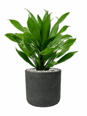 Dracaena Fragrans Green Jewel In Rough D 17 H 46 cm - PlantenShop24 - 01-05-2025
