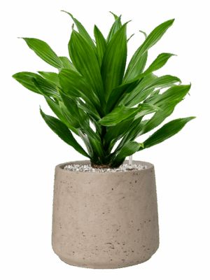 Dracaena Fragrans Green Jewel In Rough D 17 H 47 cm - PlantenShop24 - 01-05-2025