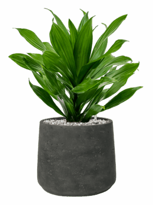 Dracaena Fragrans Green Jewel In Rough D 17 H 47 cm - PlantenShop24 - 26-05-2025