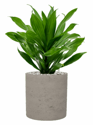 Dracaena Fragrans Green Jewel In Rough D 17 H 48 cm - PlantenShop24 - 01-05-2025