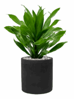 Dracaena Fragrans Green Jewel In Rough D 17 H 48 cm - PlantenShop24 - 02-05-2025