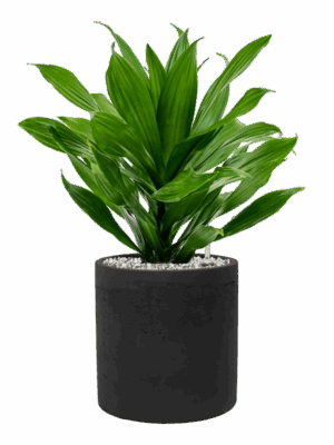 Dracaena Fragrans Green Jewel In Rough D 17 H 48 cm - PlantenShop24 - 01-05-2025