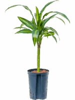 Dracaena Fragrans Hawaiian Sunshine D 15 H 60 cm - PlantenShop24 - 16-06-2025