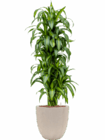 Dracaena Fragrans Hawaiian Sunshine In Baq Raindrop D 22 H 171 cm - PlantenShop24 - 14-05-2025