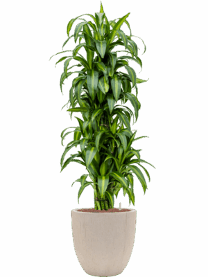 Dracaena Fragrans Hawaiian Sunshine In Baq Raindrop D 22 H 171 cm - PlantenShop24 - 14-05-2025