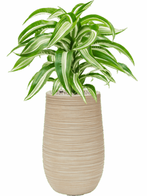 Dracaena Fragrans Jade Jewel In Baq Dune D 17 H 73 cm - PlantenShop24 - 21-05-2025