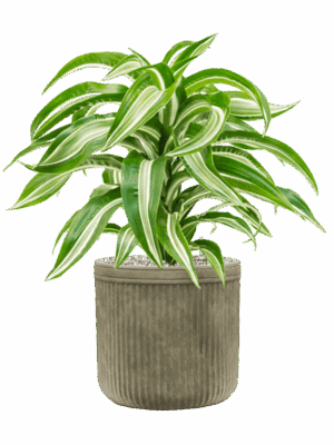 Dracaena Fragrans Jade Jewel In Baq Vertical Rib D 17 H 58 cm - PlantenShop24 - 01-05-2025