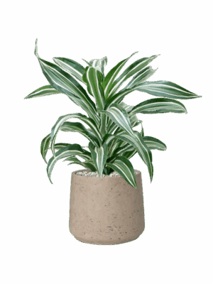 Dracaena Fragrans Jade Jewel In Rough D 17 H 53 cm - PlantenShop24 - 01-05-2025