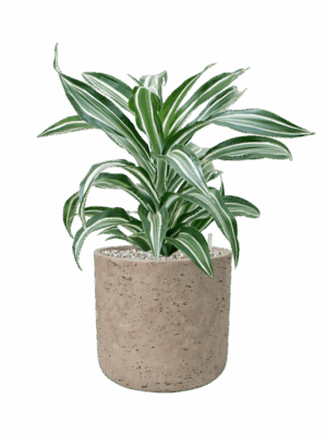 Dracaena Fragrans Jade Jewel In Rough D 17 H 57 cm - PlantenShop24 - 01-05-2025