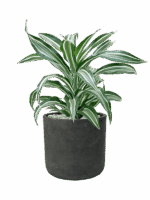 Dracaena Fragrans Jade Jewel In Rough D 17 H 57 cm - PlantenShop24 - 01-05-2025