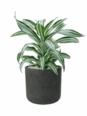 Dracaena Fragrans Jade Jewel In Rough D 17 H 57 cm - PlantenShop24 - 21-05-2025