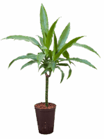 Dracaena Fragrans Janet Craig D 15 H 70 cm - PlantenShop24 - 02-05-2025