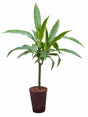 Dracaena Fragrans Janet Craig D 15 H 70 cm - PlantenShop24 - 02-05-2025