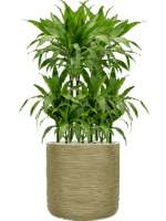 Dracaena Fragrans Janet Craig In Baq Dune D 21 H 121 cm - PlantenShop24 - 20-06-2025