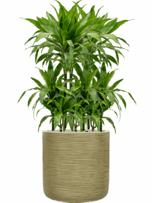 Dracaena Fragrans Janet Craig In Baq Dune D 21 H 121 cm - PlantenShop24 - 05-05-2025