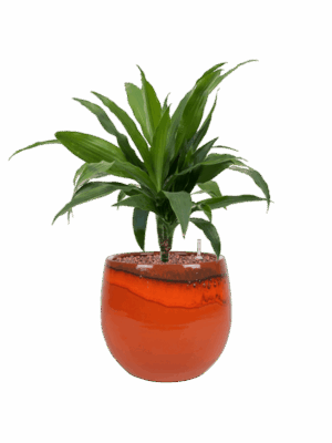 Dracaena Fragrans Janet Craig In Charlotte D 15 H 49 cm - PlantenShop24 - 19-05-2025