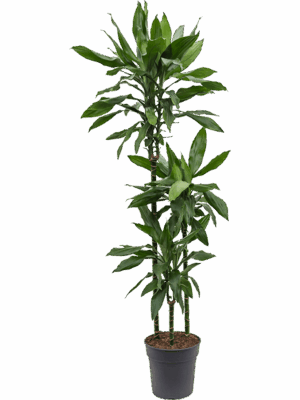 Dracaena Fragrans Janet Lind D 24 H 160 cm - PlantenShop24 - 08-07-2025