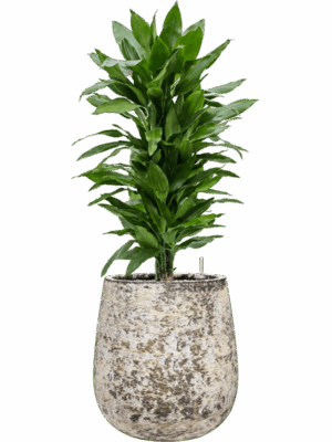 Dracaena Fragrans Janet Lind In Baq Atlas D 24 H 104 cm - PlantenShop24 - 19-05-2025