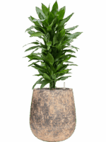 Dracaena Fragrans Janet Lind In Baq Atlas D 24 H 105 cm - PlantenShop24 - 19-05-2025