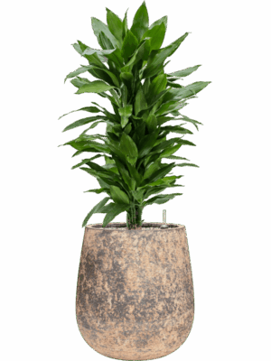 Dracaena Fragrans Janet Lind In Baq Atlas D 24 H 105 cm - PlantenShop24 - 19-05-2025