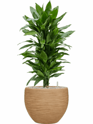 Dracaena Fragrans Janet Lind In Baq Dune D 24 H 94 cm - PlantenShop24 - 26-05-2025