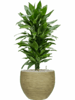 Dracaena Fragrans Janet Lind In Baq Dune D 24 H 94 cm - PlantenShop24 - 26-05-2025