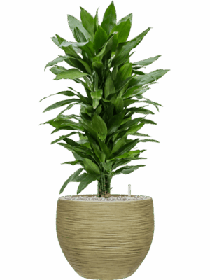 Dracaena Fragrans Janet Lind In Baq Dune D 24 H 94 cm - PlantenShop24 - 26-05-2025