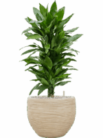Dracaena Fragrans Janet Lind In Baq Dune D 24 H 95 cm - PlantenShop24 - 26-05-2025