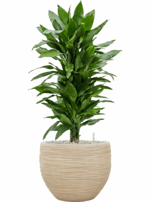 Dracaena Fragrans Janet Lind In Baq Dune D 24 H 95 cm - PlantenShop24 - 26-05-2025