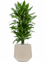 Dracaena Fragrans Janet Lind In Baq Raindrop D 24 H 125 cm - PlantenShop24 - 15-05-2025