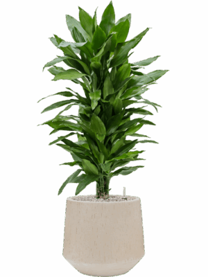 Dracaena Fragrans Janet Lind In Baq Raindrop D 24 H 125 cm - PlantenShop24 - 15-05-2025