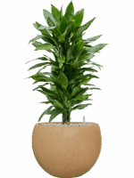 Dracaena Fragrans Janet Lind In Baq Raindrop D 24 H 95 cm - PlantenShop24 - 26-05-2025