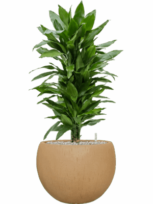Dracaena Fragrans Janet Lind In Baq Raindrop D 24 H 95 cm - PlantenShop24 - 26-05-2025