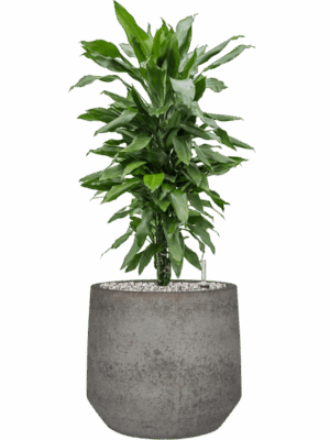 Dracaena Fragrans Janet Lind In Cement & Stone D 21 H 76 cm - PlantenShop24 - 14-05-2025